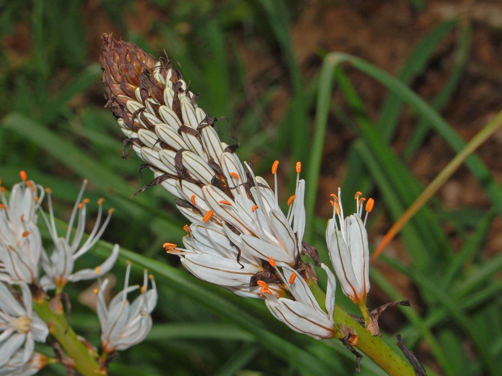 Asphodelus macrocarpus